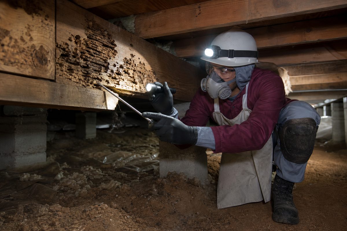 Termite Inspection
